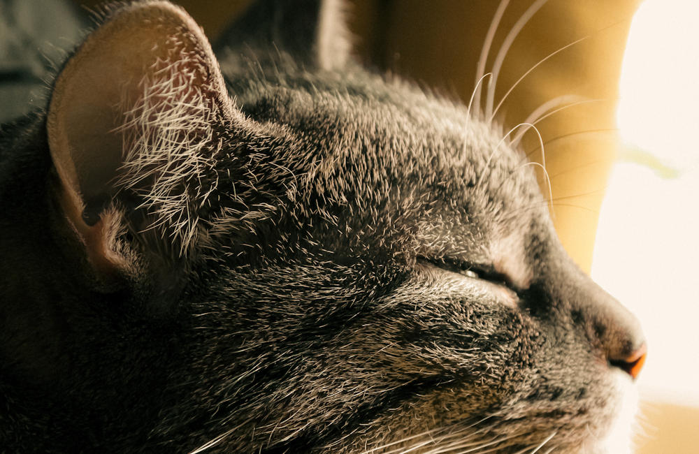 A tabby cat sleeping on an armchair in sunlight; illustrative photo, not the partner hotel